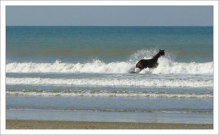 cheval_grosse_vague