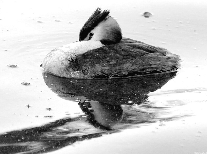 grebe6
