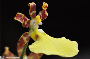 Orchidee_21