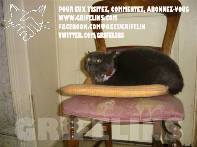 Ou steriliser son chat gratuitement