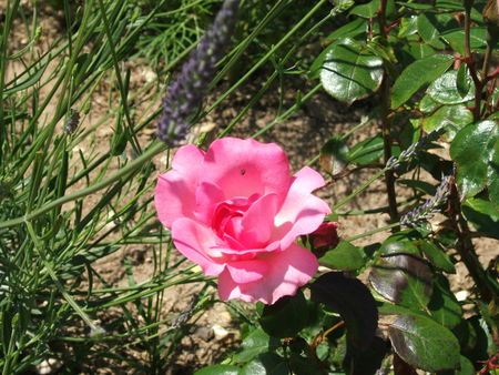 DSCF5367