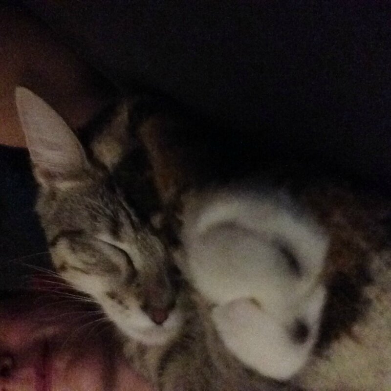 chat
