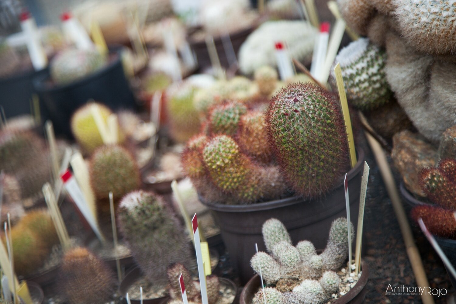 Peluche oreiller - Fernande le Cactus