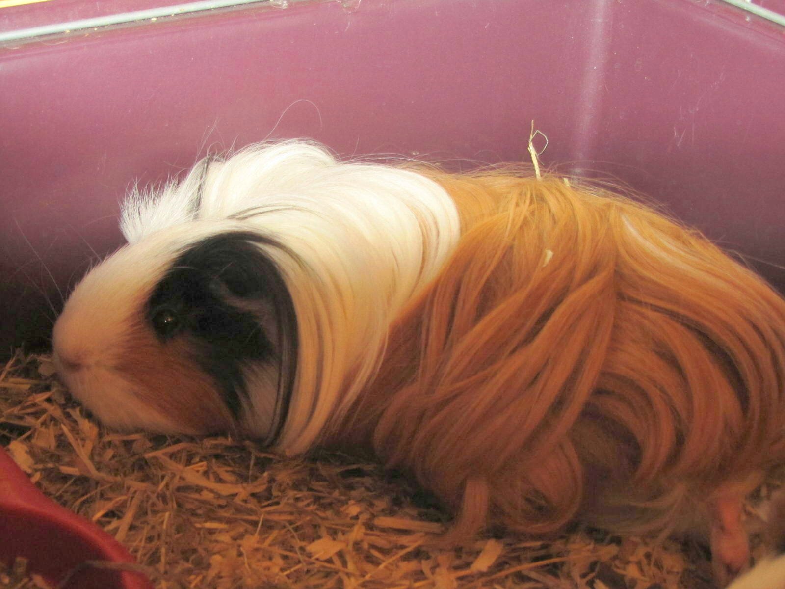 Cochon D'inde Qui Saute Quand Je Le Touche La vie de Pomme et Noisette