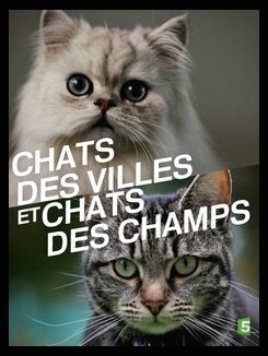 Chats des villes et chats des champs , La communication féline , Documentaire