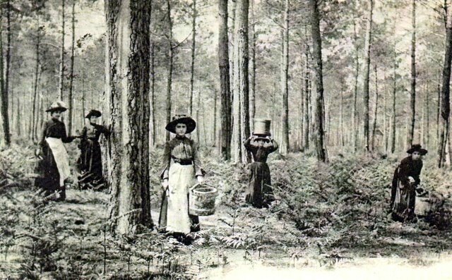gemmage-des-pins-carte-postale-ancienne-8