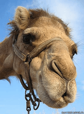 blogtrucastuce_fr_563E4C40