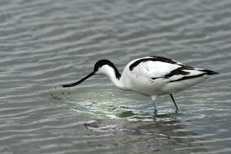 Avocette-7136