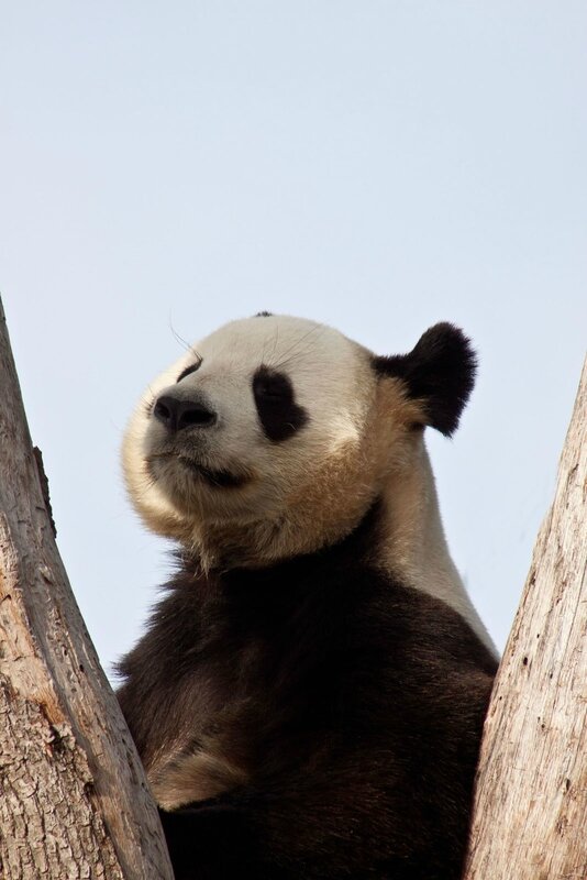 97-Panda Geant
