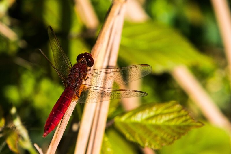 Libellule rouge 2