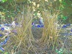 Bowerbird_02