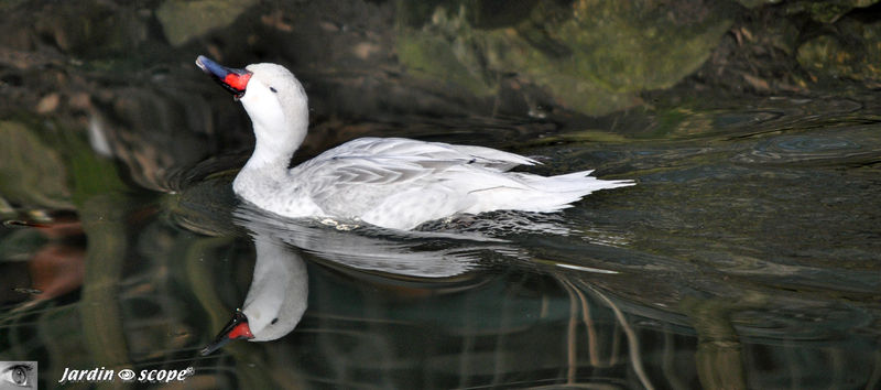 Canard blanc