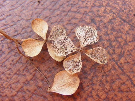 hortensia_s_ch_s