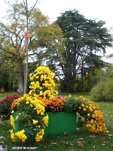 Chrysanthemes_22_Parc