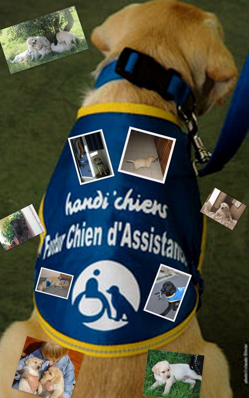 futur chien d'assistance : Tous les messages sur futur futur chien d'assistance : Tous les messages sur futur