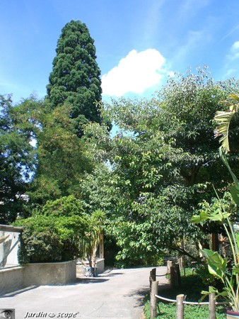 6555_Sequoia_geant_central