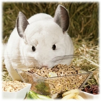 alimentdangereuxrongeur (3)