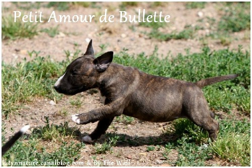 PETIT BULLETTE