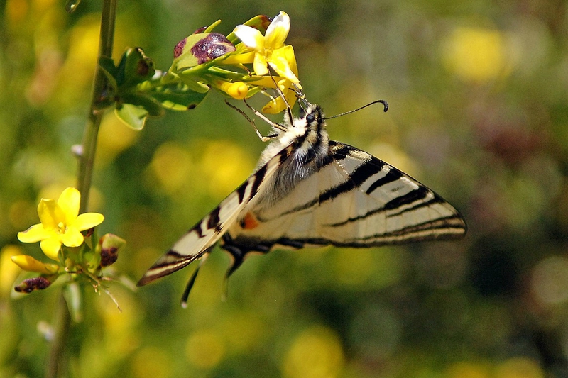 Papillon Var 2013 (3)