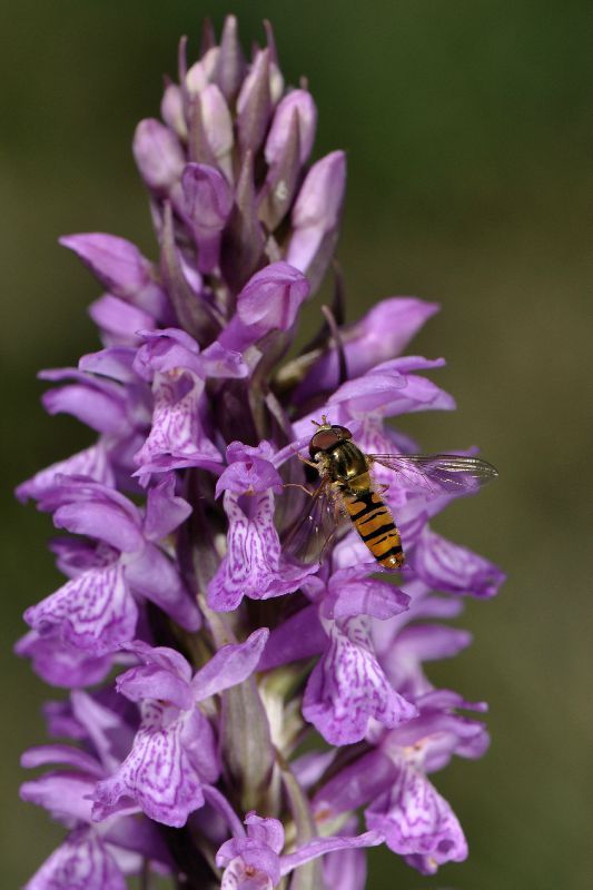 _DSC0021 Dactylorhiza brennensis cyrphe