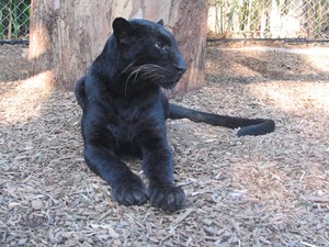 Panth_re_noire_2