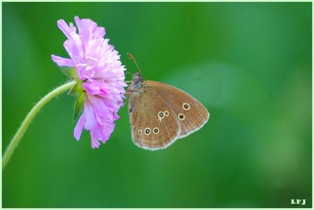 DSC_0033__Papillon_