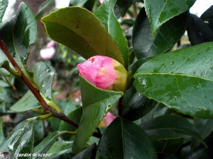 Camellia japonica Dr Tinsley