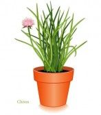 12797399_chives_herb_plant
