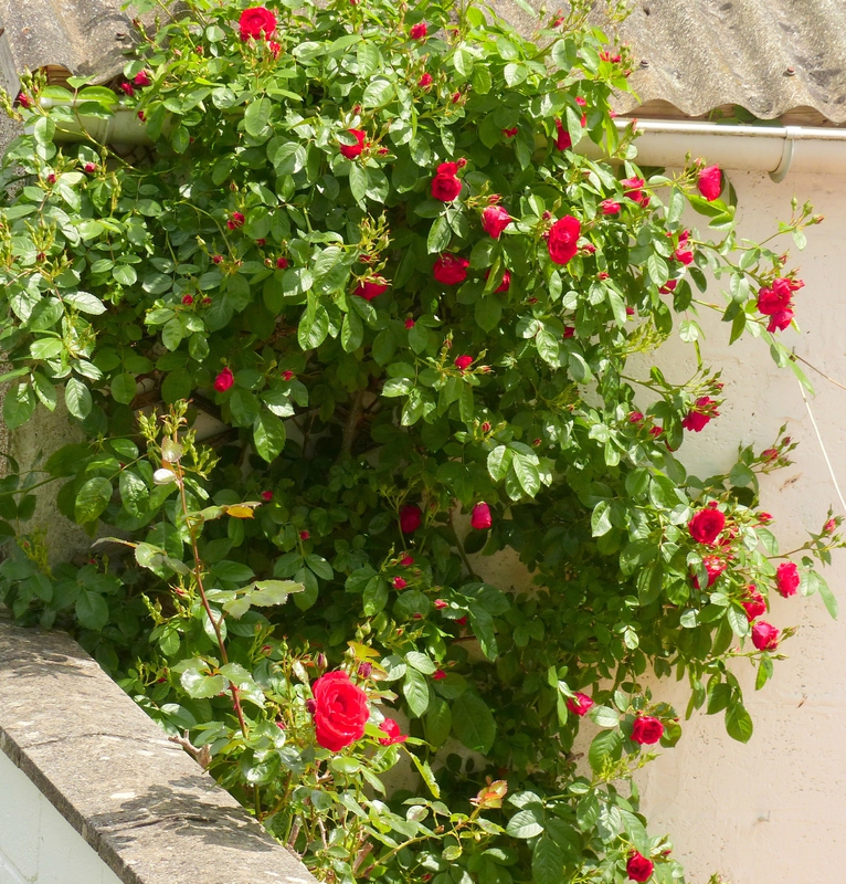 P1450323