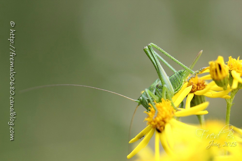 Tettigonia viridissima ♀