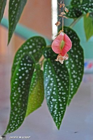 Begonia-maculata