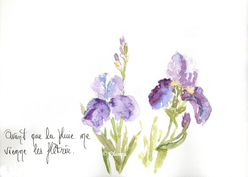 Iris