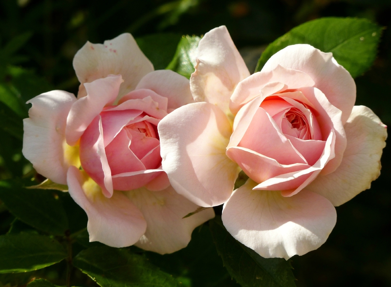 garden of roses (8)