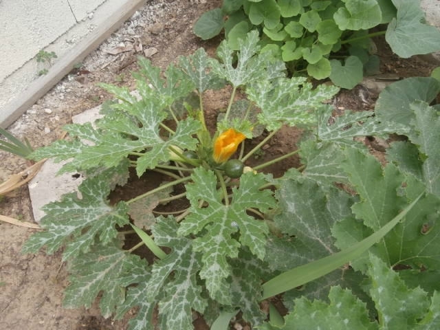 P5030040