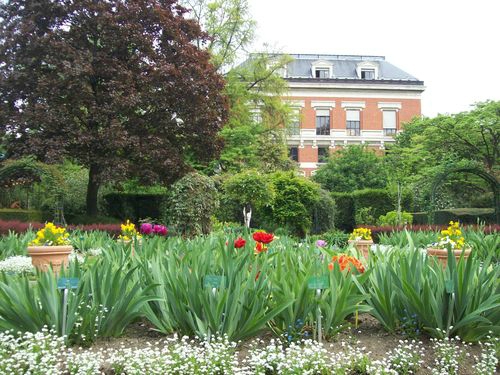 Iris : une symphonie de couleurs toute l'année - Jardin au Naturel