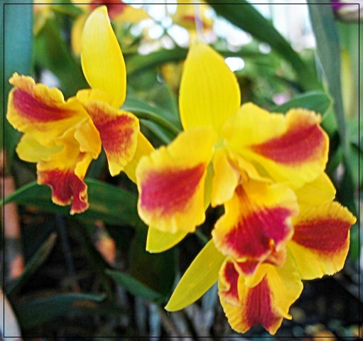 ORCHIDEE JAUNE ROUTE JAUNE