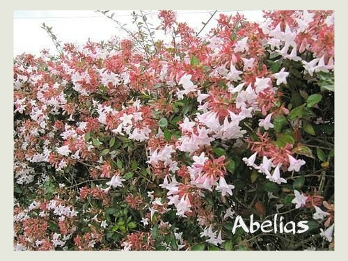 Abelias 1
