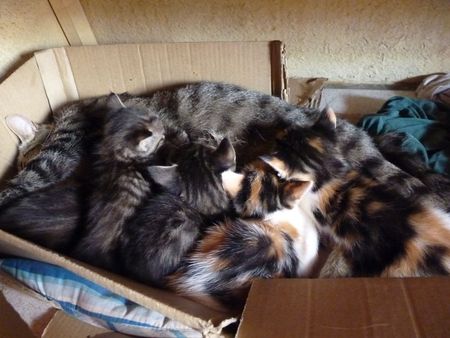 2009_09_07_Les_chatons_qui_t_tent_leur_m_re