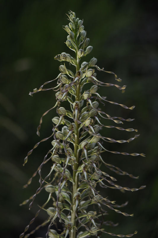 _DSC0485_Himantoglossum_hircinum
