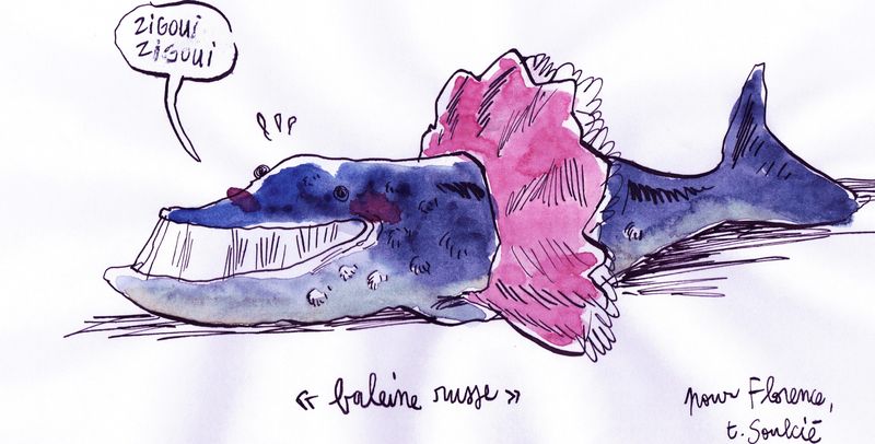 Durée De Vie D Une Baleine Cool,la vie!!! - Zibouibouis des Baleines