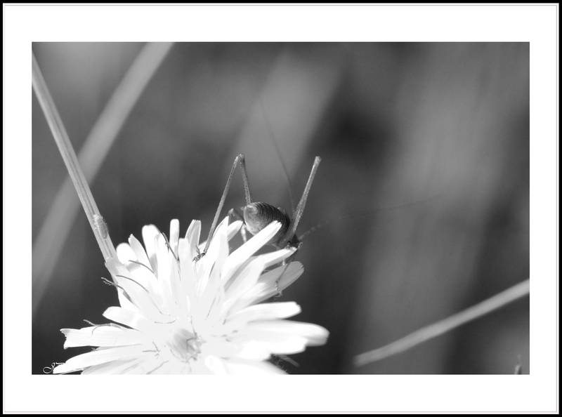 14 07 30 14 07 24 105 macro1093 b