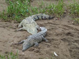 rencontre avec un crocodile