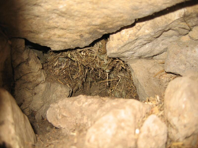 Souris Dans Les Murs #1: Ces Cavités Sont Souvent Reliées Par Des Galeries à Lu0027intérieur Des Murs. Cu0027est Un Vrai Problème Lorsque Ces Nids Sont Trop Nombreux. Souris Dans Les Murs #1: Ces Cavités Sont Souvent Reliées Par Des Galeries à Lu0027intérieur Des Murs. Cu0027est Un Vrai Problème Lorsque Ces Nids Sont Trop Nombreux.