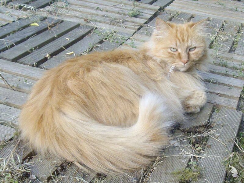 chat landes