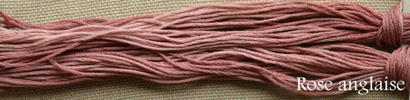rose anglaise