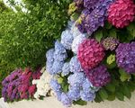 Hortensias3_Ploemeur_30
