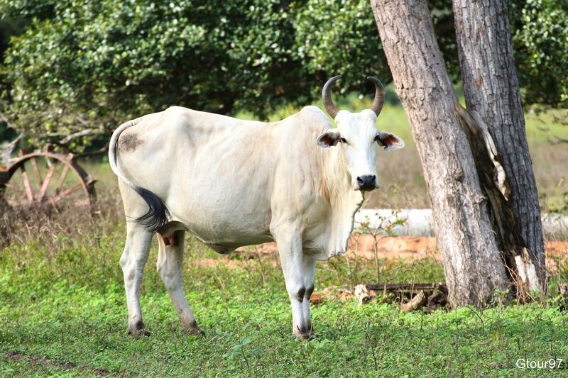 Vache typique du Pantanal