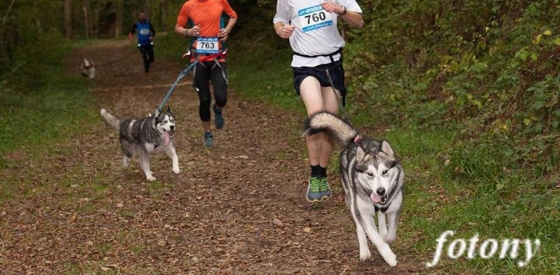 Quelle laisse pour le canicross ? - CTNI Canicross