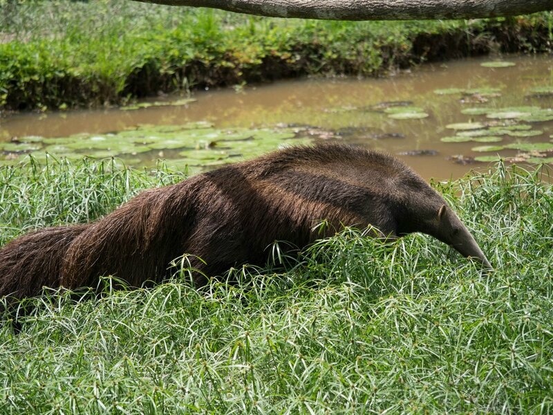 sanglier qui rencontre un cochon