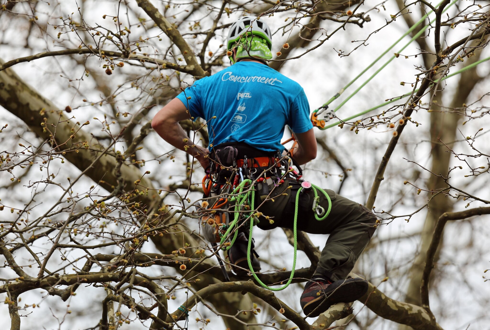 Rencontre regionale d'arboriculture 2016